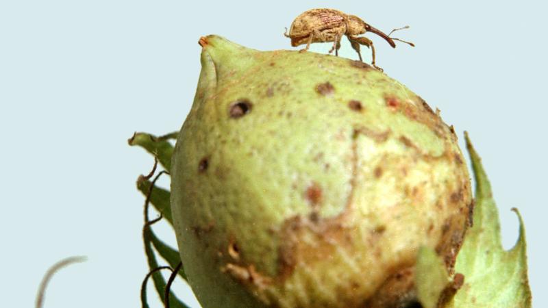 Edição gênica produz plantas indigestas para pragas