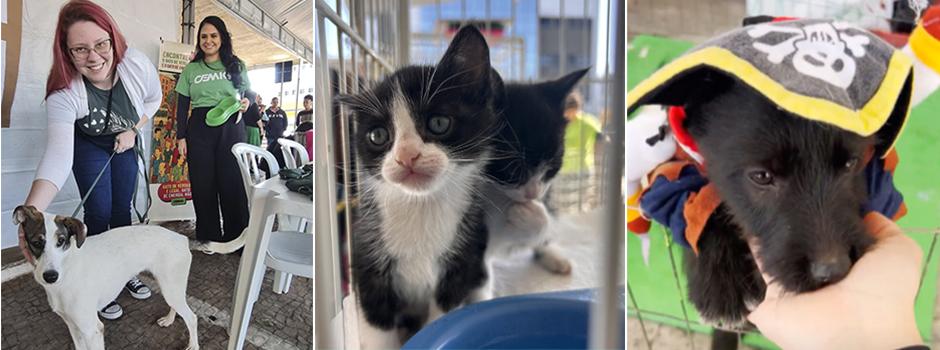 Feiras de adoção de animais promovidas pela Cemig resultam em mais de 90 pets adotados em Minas Gerais