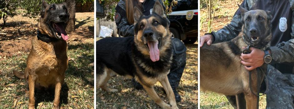 Governo de Minas lança campanha “Adote um Herói” para adoção de cães policiais aposentados