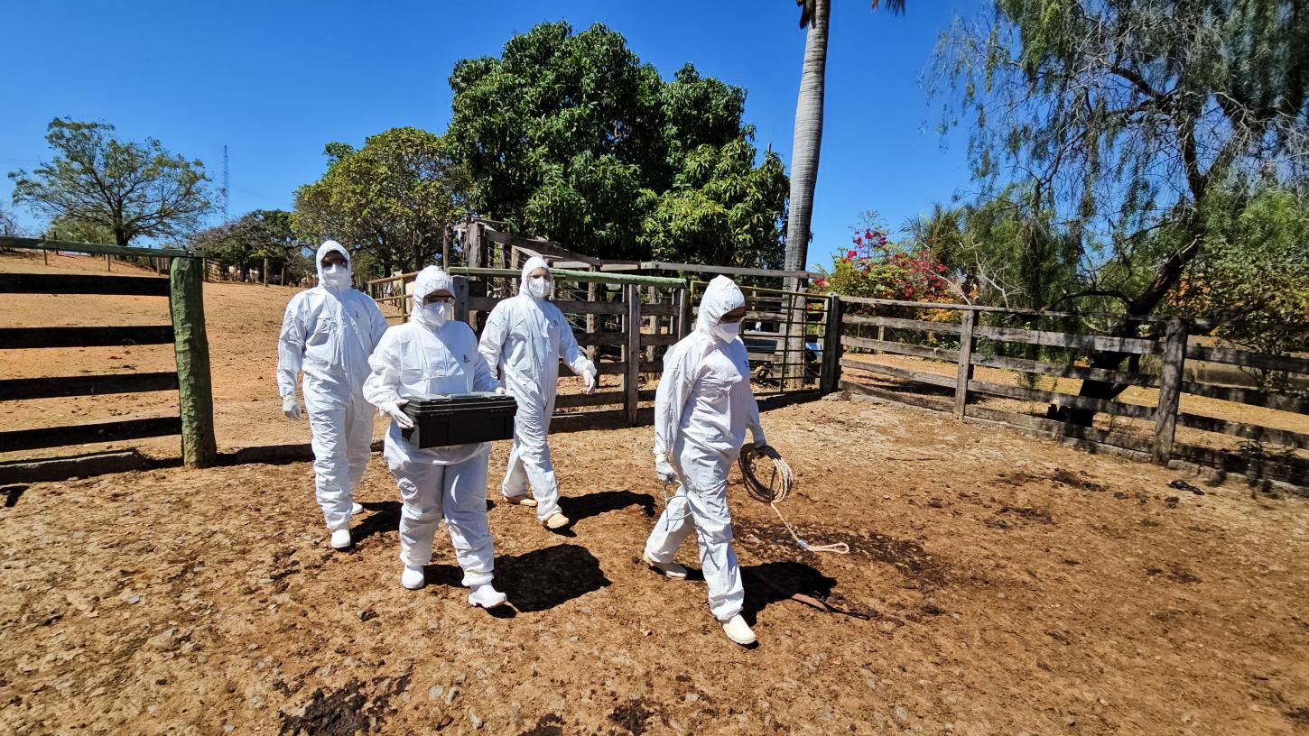 Governo de Minas realiza simulado de febre aftosa para reforçar vigilância sanitária