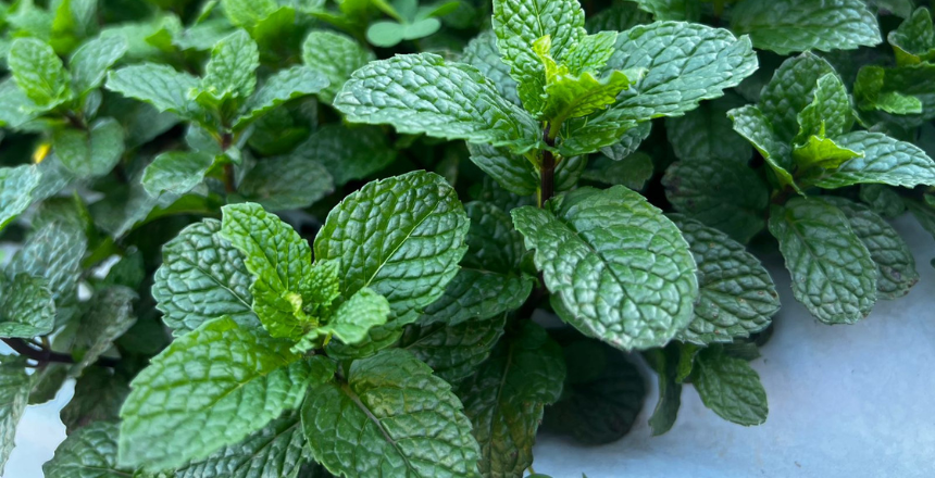 Inscrições abertas para curso gratuito em Agroecologia Biodinâmica em Juiz de Fora e região