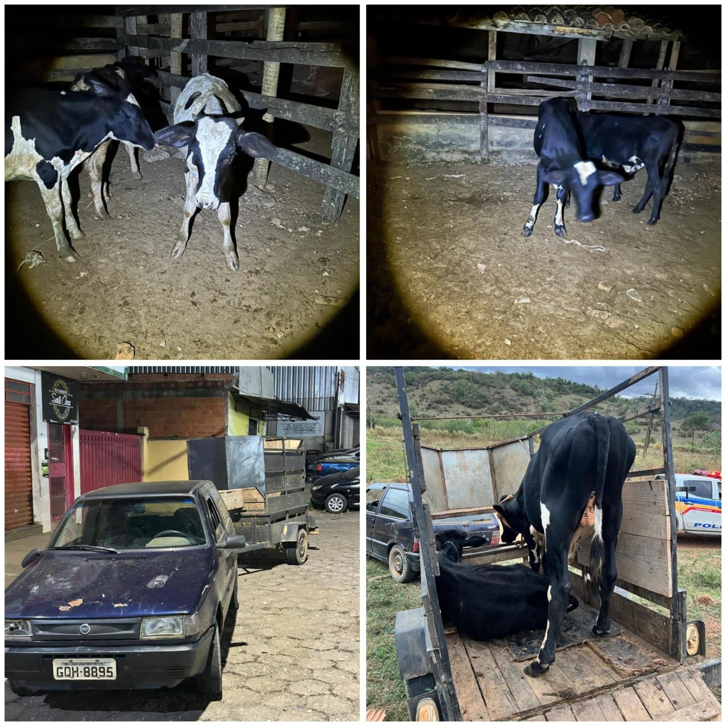 Polícia recupera gado furtado e prende dupla na zona rural de Ubá