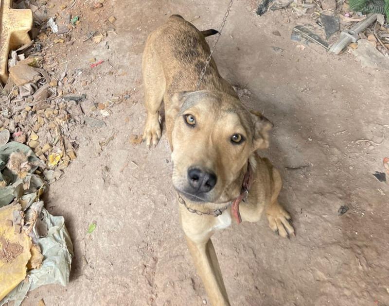 PCMG prende homem por maus-tratos a animais em Lagoa Dourada