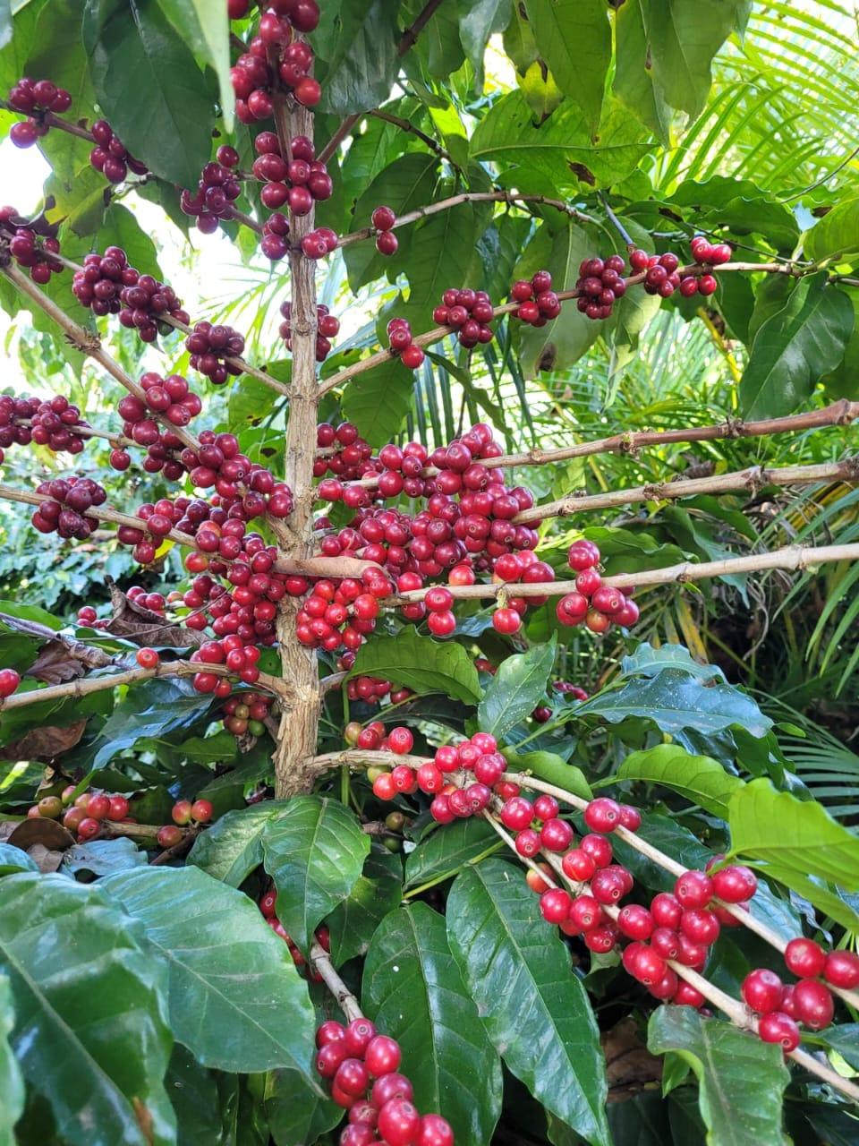 Produtores de Minas potencializam lavouras ao misturar agrosilício à compostagem
