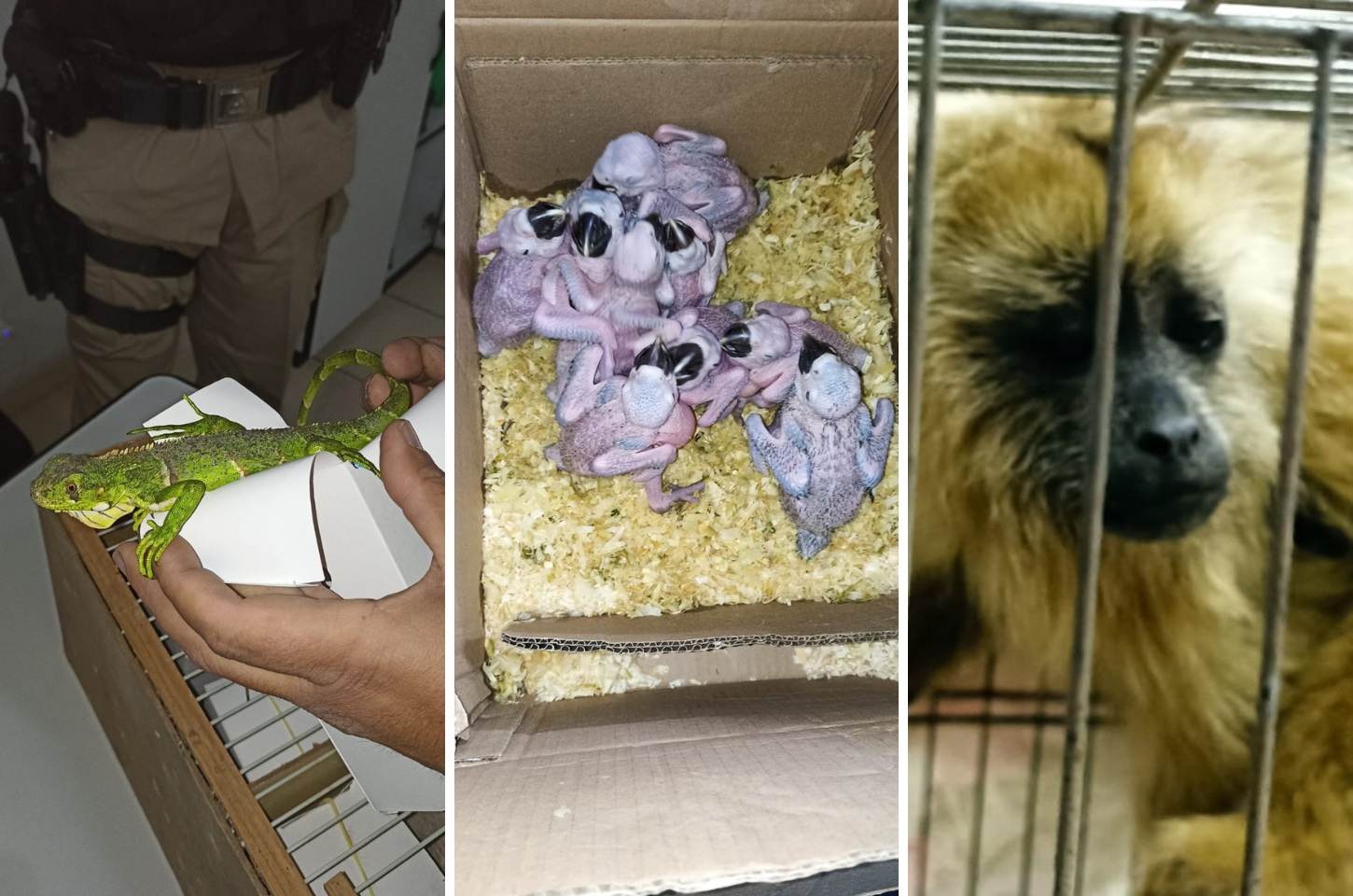 Quatro homens presos com 14 filhotes de animais silvestres na BR-040
