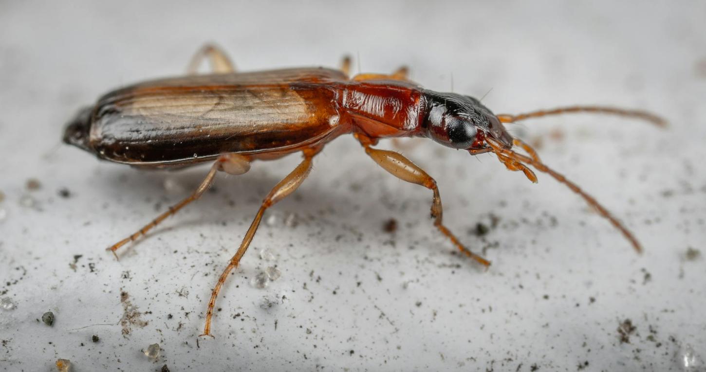 Como evitar o aparecimento de baratas em casa com hábitos simples