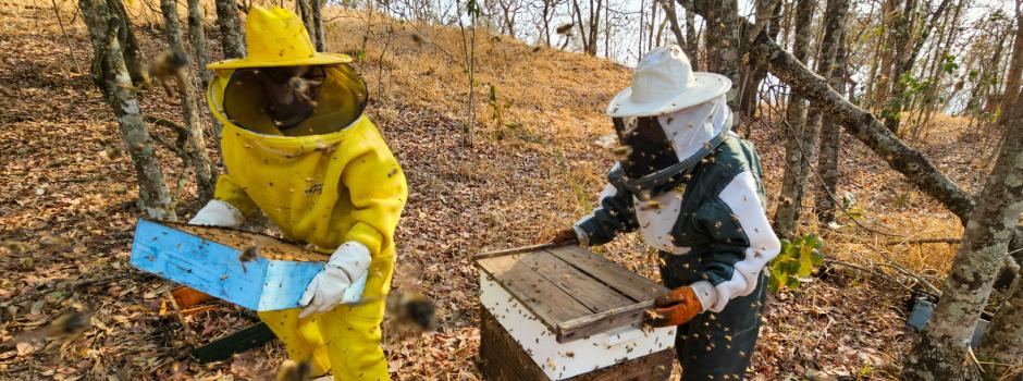 Crise climática desafia apicultura em evento de Montes Claros
