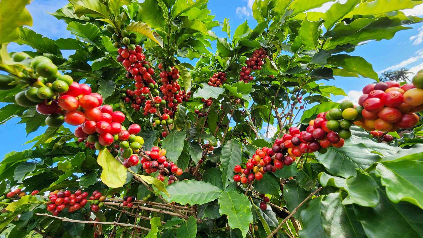 Emater-MG e Cecafé anunciam parceria para fortalecer sustentabilidade na cafeicultura mineira