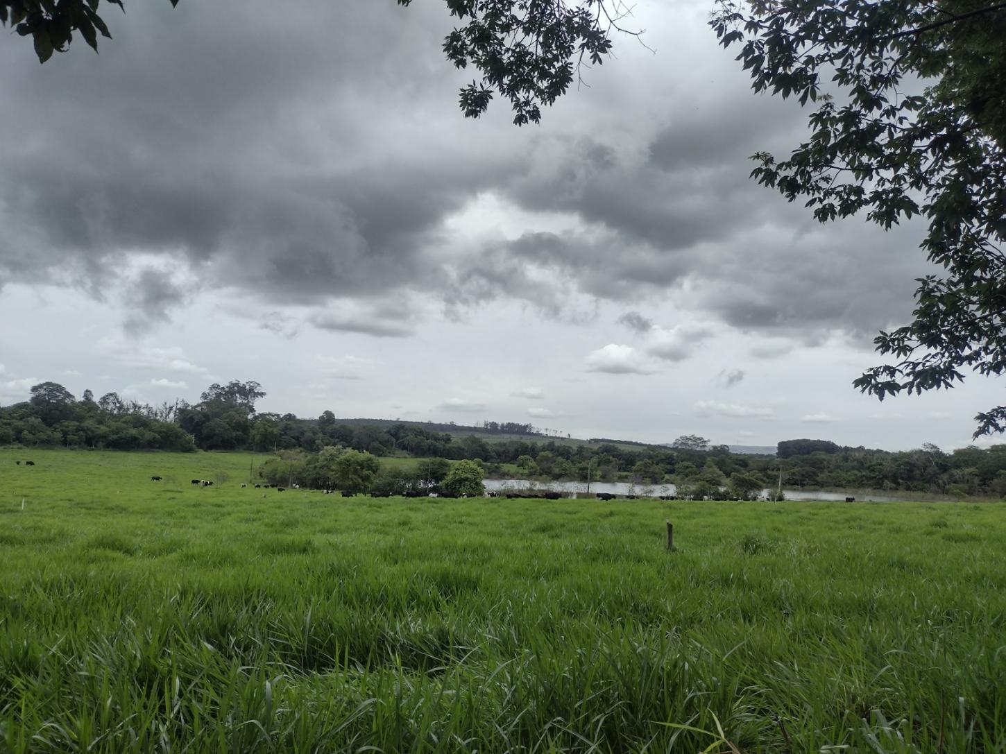 Epamig destaca importância do planejamento forrageiro para pecuaristas no período chuvoso em Minas Gerais