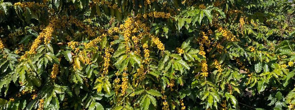 Epamig lança nova cultivar de café arábica Amarelão