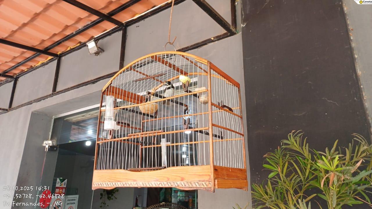 Giro de Notícias – PM Ambiental intensifica Operação Libertas com apreensões de aves silvestres em três cidades da Zona da Mata e Campo das Vertentes