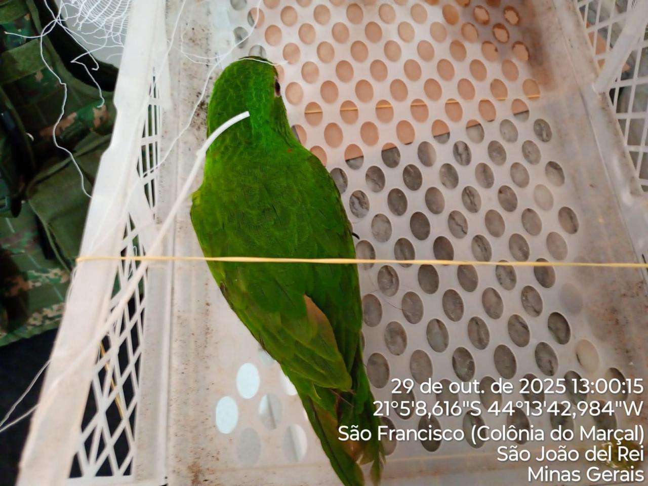 Giro de Notícias – PM Ambiental realiza apreensões de aves silvestres durante Operação Libertas em São João del-Rei e Recreio