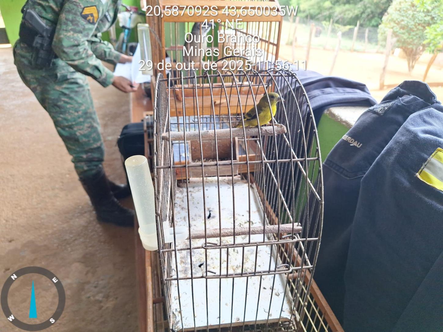 Giro de Notícias – Polícia Militar de Meio Ambiente intensifica Operação Libertas em cidades da Zona da Mata