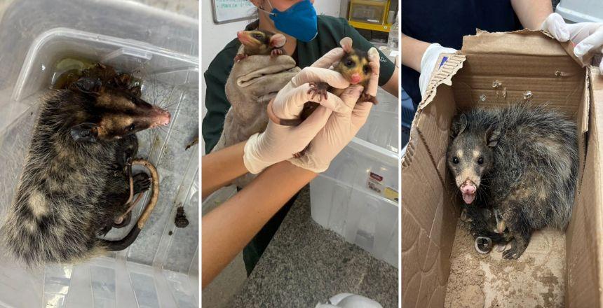Guarda Municipal de Juiz de Fora recolhe 18 gambás em uma fábrica no Bairro São Pedro