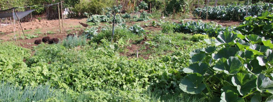 Hortas circulares geram renda e fortalecem agricultura familiar em Minas Gerais