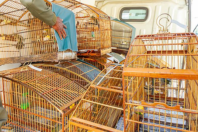 Operação Libertas resgata mais de 750 animais silvestres e prende 19 pessoas em ação nacional contra o tráfico de fauna