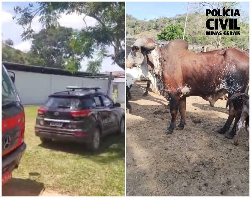 Polícia Civil recupera gado furtado e identifica suspeitos em Muriaé