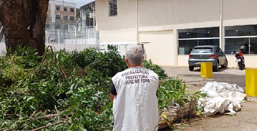 Prefeitura de Juiz de Fora autua responsável por corte irregular de árvore centenária no Granbery