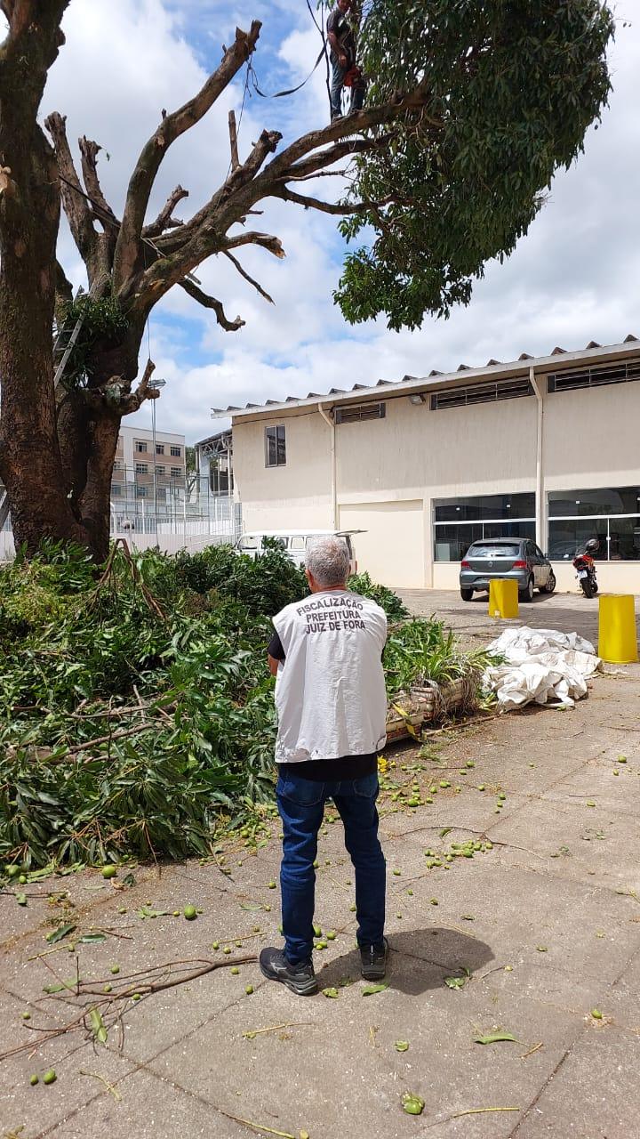 Prefeitura interrompe corte irregular de árvore centenária no bairro Granbery