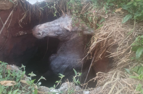 Bombeiros resgatam burro preso em fossa de esgoto no Valentin Prenassi