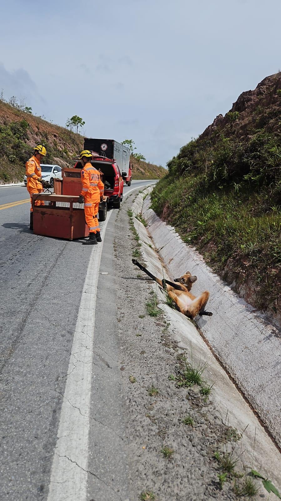 Lobo-guará é atropelado na BR-494 e resgatado pelo Corpo de Bombeiros em São João del-Rei