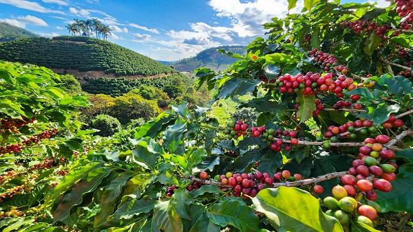 Preços em alta e novos mercados podem impulsionar exportações do agro mineiro