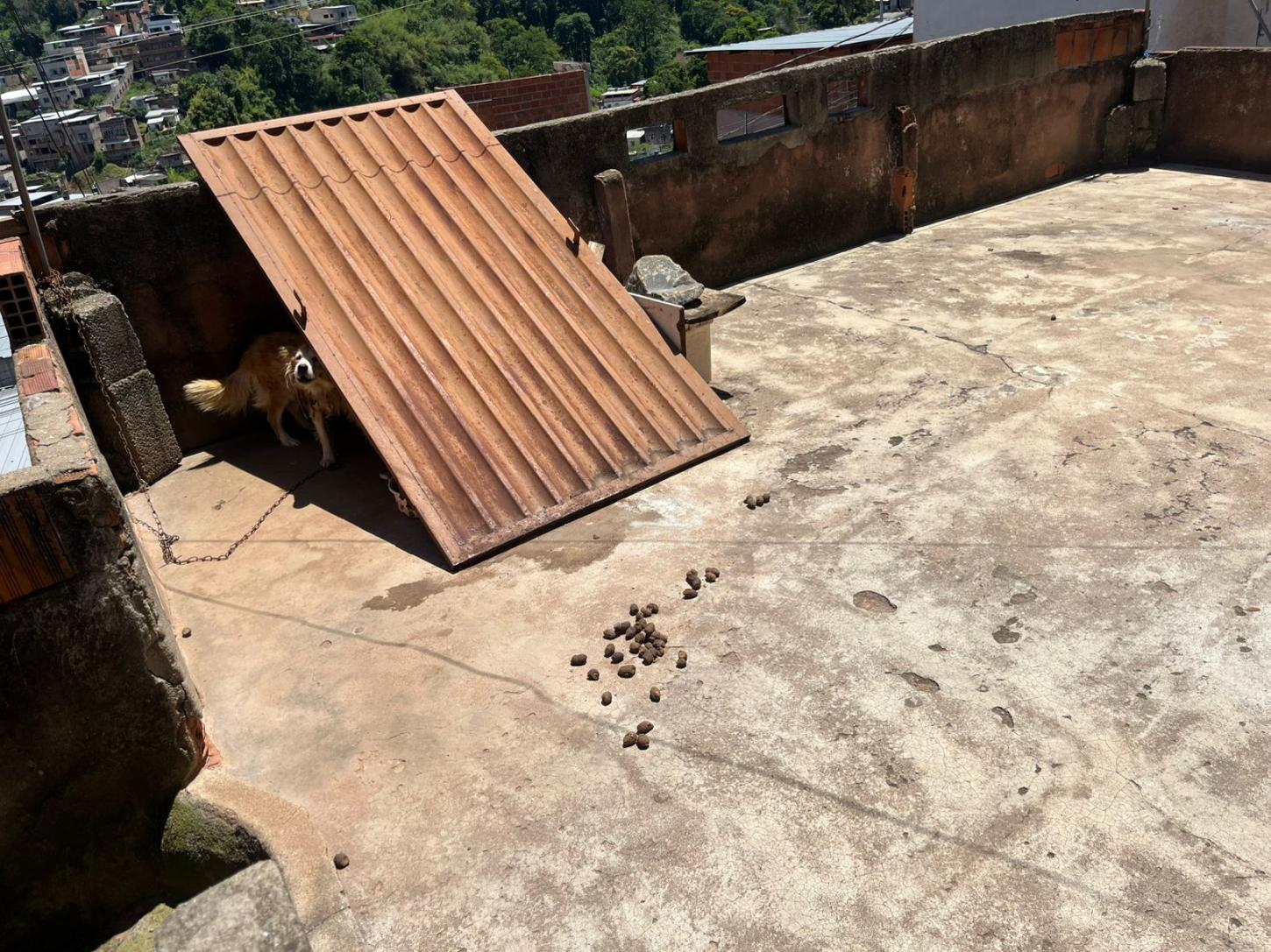 Cão é encontrado acorrentado sob o sol e sem comida em imóvel abandonado em Juiz de Fora
