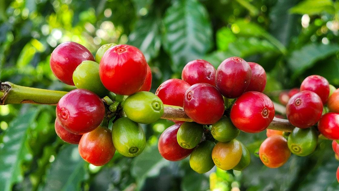 Exportações do agro mineiro atingem marca histórica de US$ 18,1 bilhões em 2025