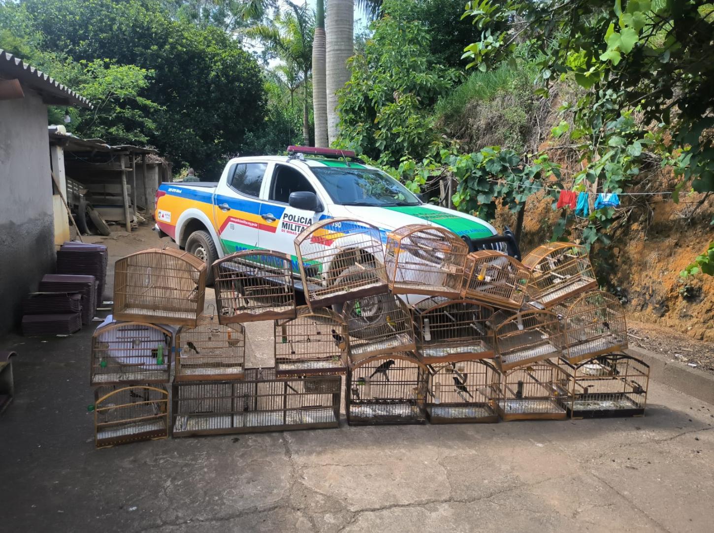 Polícia Ambiental apreende 17 pássaros em cativeiro e aplica multa superior a R$ 30 mil em Orizânia