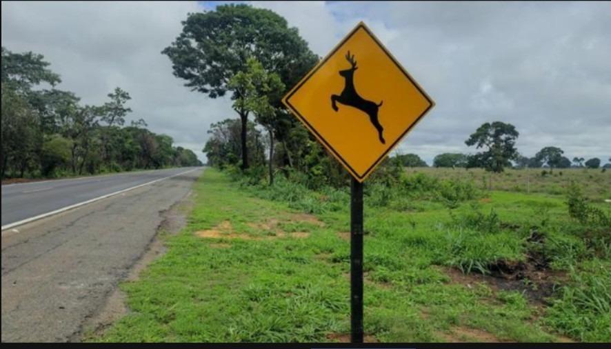 Animais na pista: Via Cristais retirou mais de 2,3 mil espécimes das rodovias em 2025