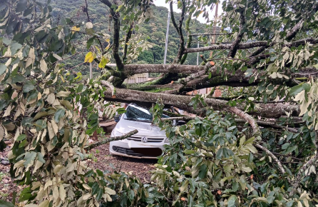Árvore de grande porte cai, atinge carro e rompe fiação em Congonhas