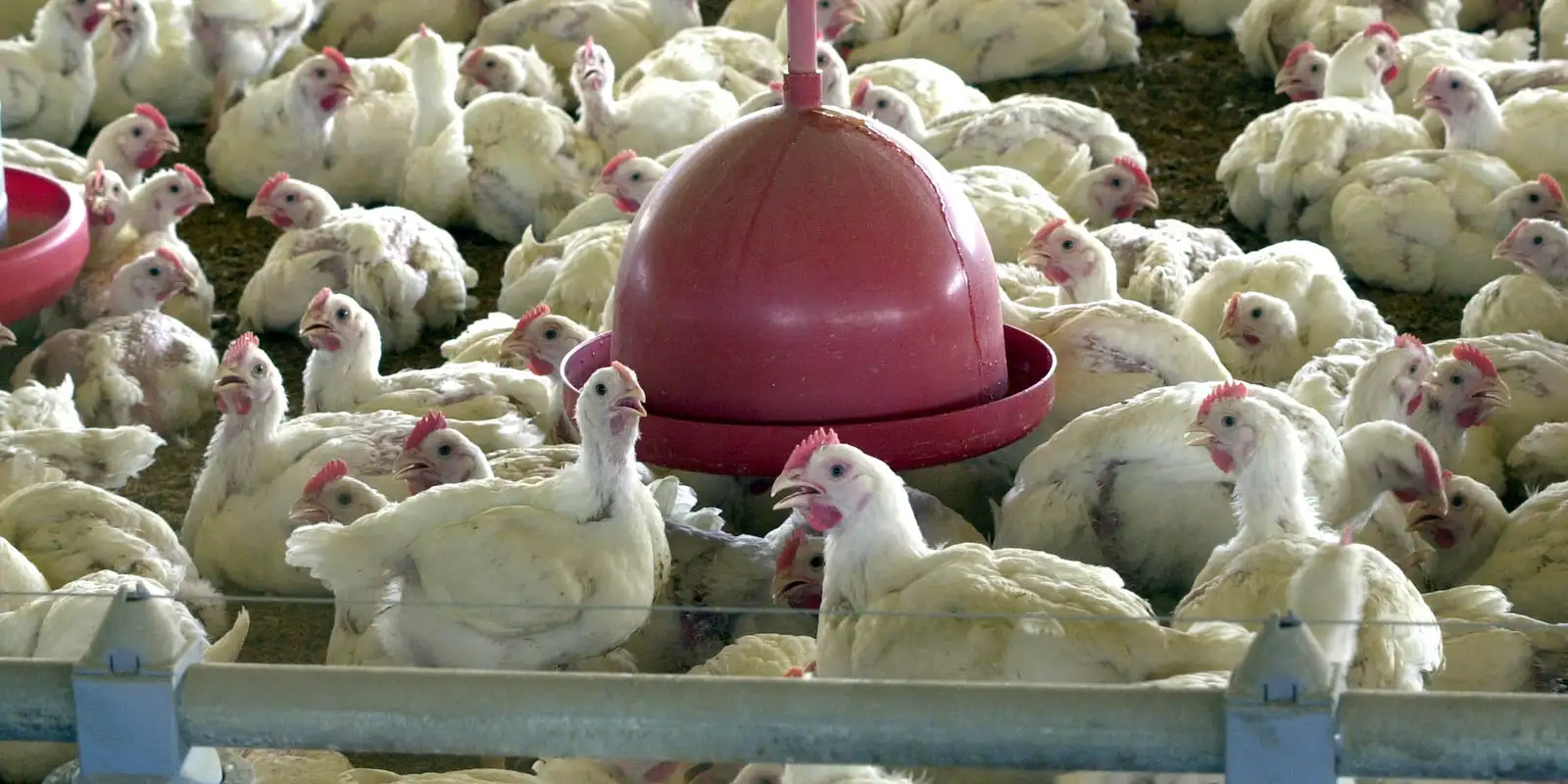 China suspende embargo e retoma importação de frango do Rio Grande do Sul