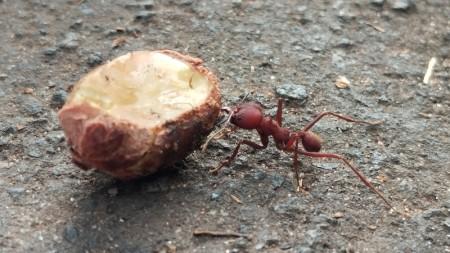 Dieta determina as bactérias presentes em jardins microbianos cultivados por formigas
