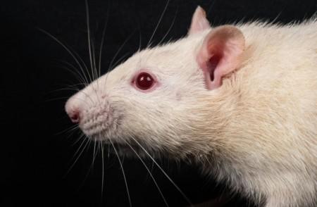 Estudo em modelo animal mostra que amamentação é fundamental para a qualidade da microbiota intestinal