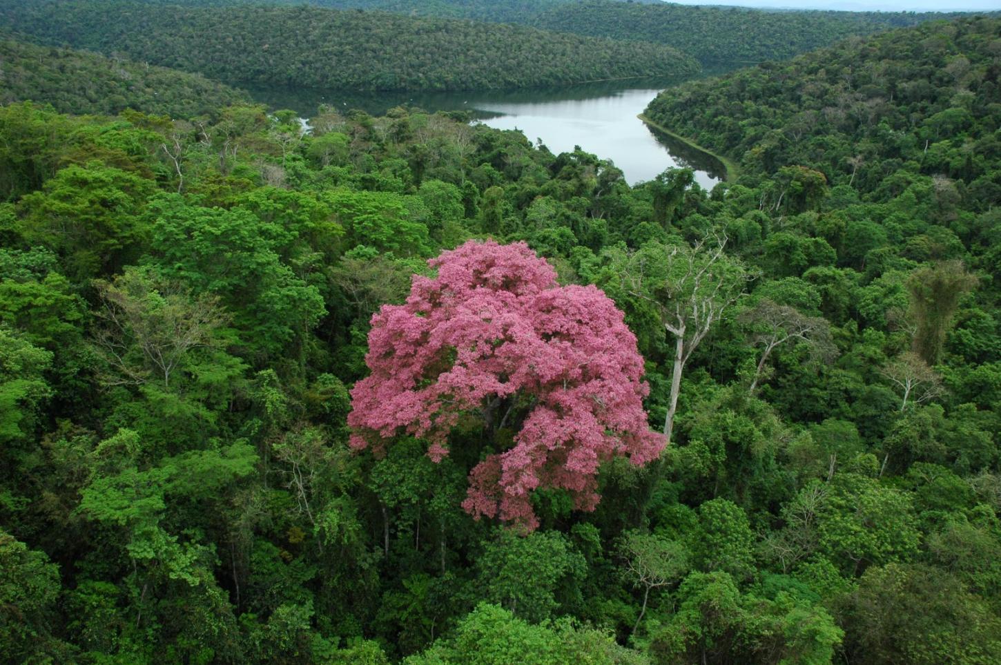 Instituto Estadual de Florestas seleciona organização parceira para gestão do Parque Estadual do Rio Doce
