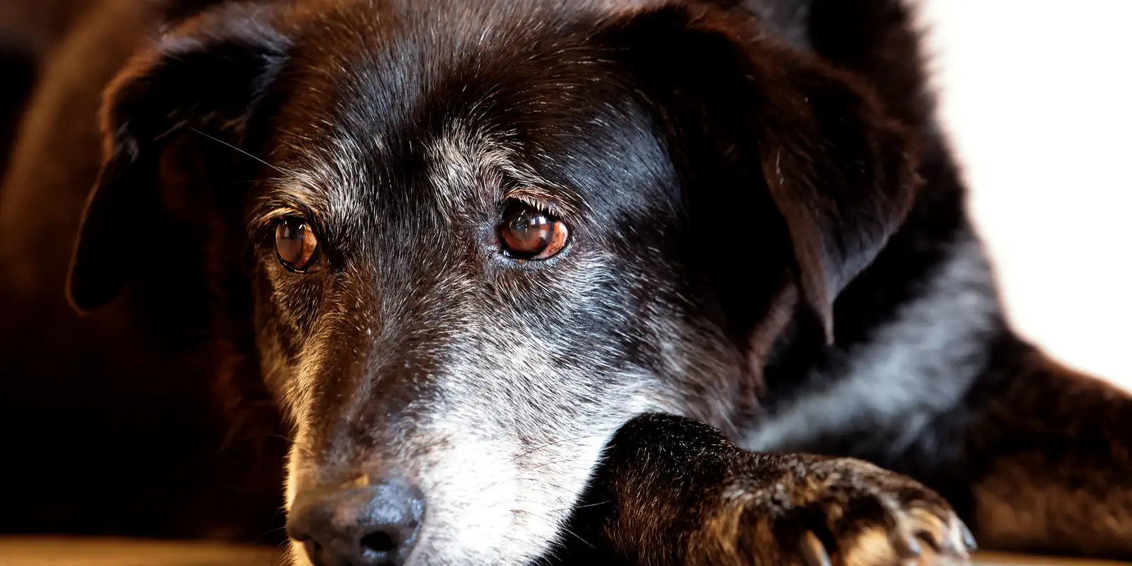 Comerciante é condenado a mais de 5 anos de prisão por crueldade contra cães