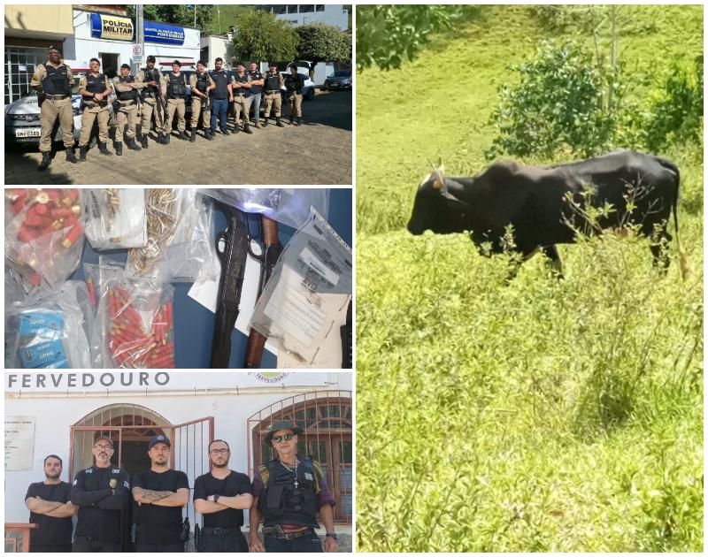 Operação Boi na Linha: Polícia Civil apreende 180 cabeças de gado e munições na Zona da Mata