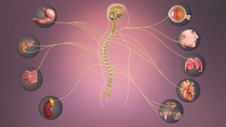 Pesquisa revela papel crucial do nervo simpático na resposta imunológica da sepse