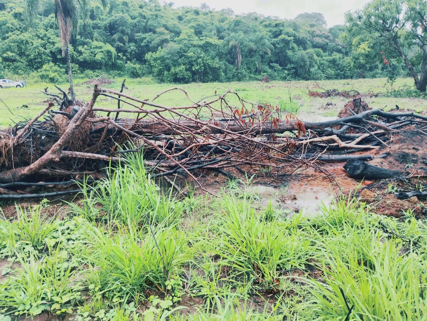 Polícia Militar de Meio Ambiente aplica mais de R$ 536 mil em multas por desmate ilegal em Pirapetinga