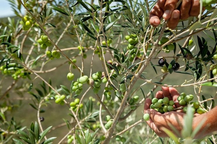 Produção de azeite em Minas Gerais atinge novo recorde