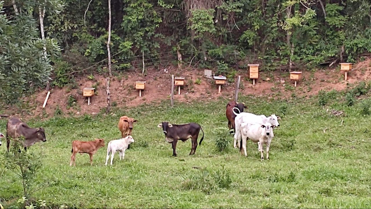 Apicultura na Serra da Canastra: produtor de Guapé alcança produção anual de 1,5 tonelada de mel