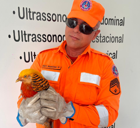Bombeiros resgatam faisão-dourado com 