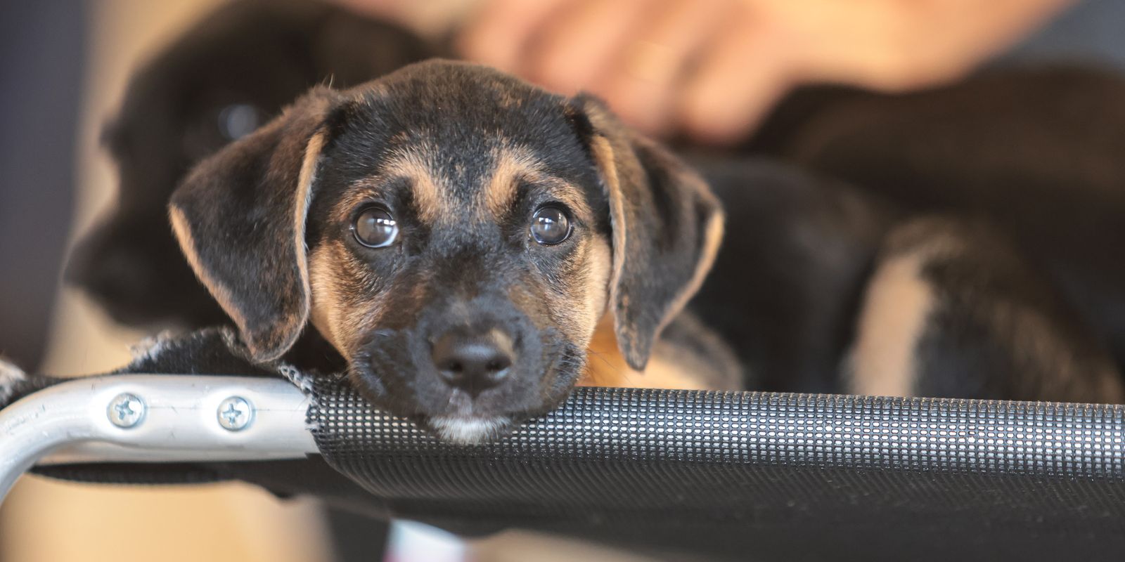 A convivência com animais e a educação no combate à violência