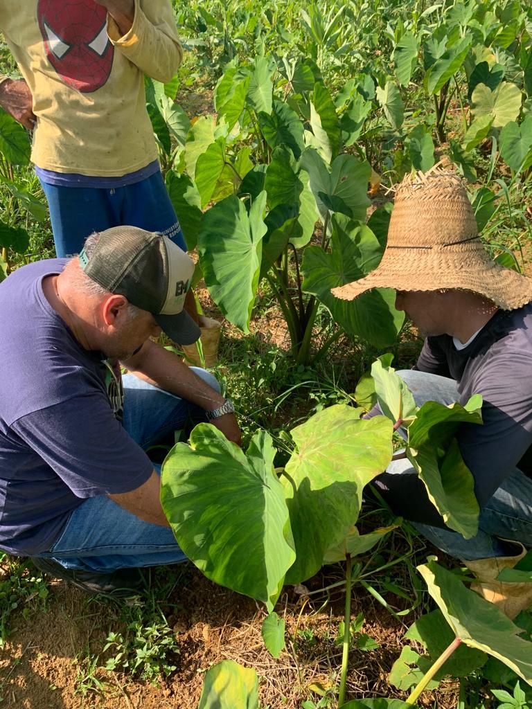 Emater-MG abre calendário de cursos de agroecologia para reduzir custos no campo