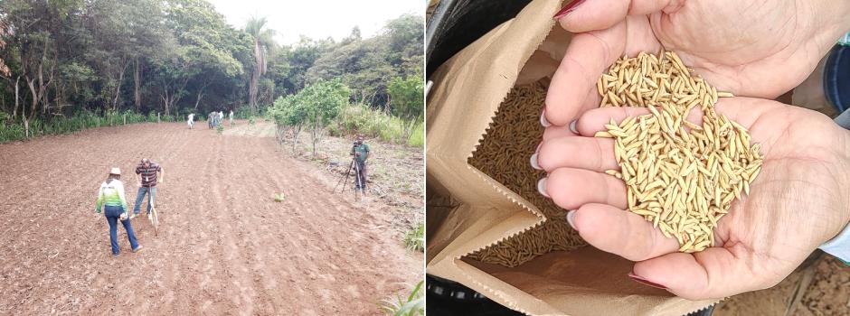 Epamig expande cultivo de arroz de terras altas no Norte de Minas e Jequitinhonha