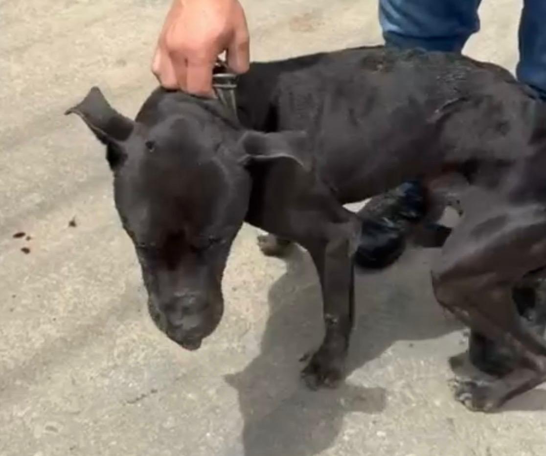 Homem é preso após tentar matar o próprio cachorro a pauladas e escondê-lo no lixo em Juiz de Fora