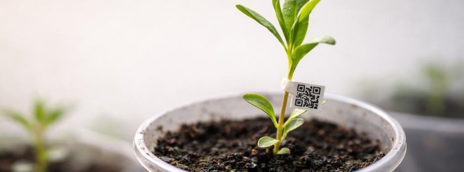 IMA regulamenta comércio ambulante de mudas com uso de QR Code em Minas Gerais