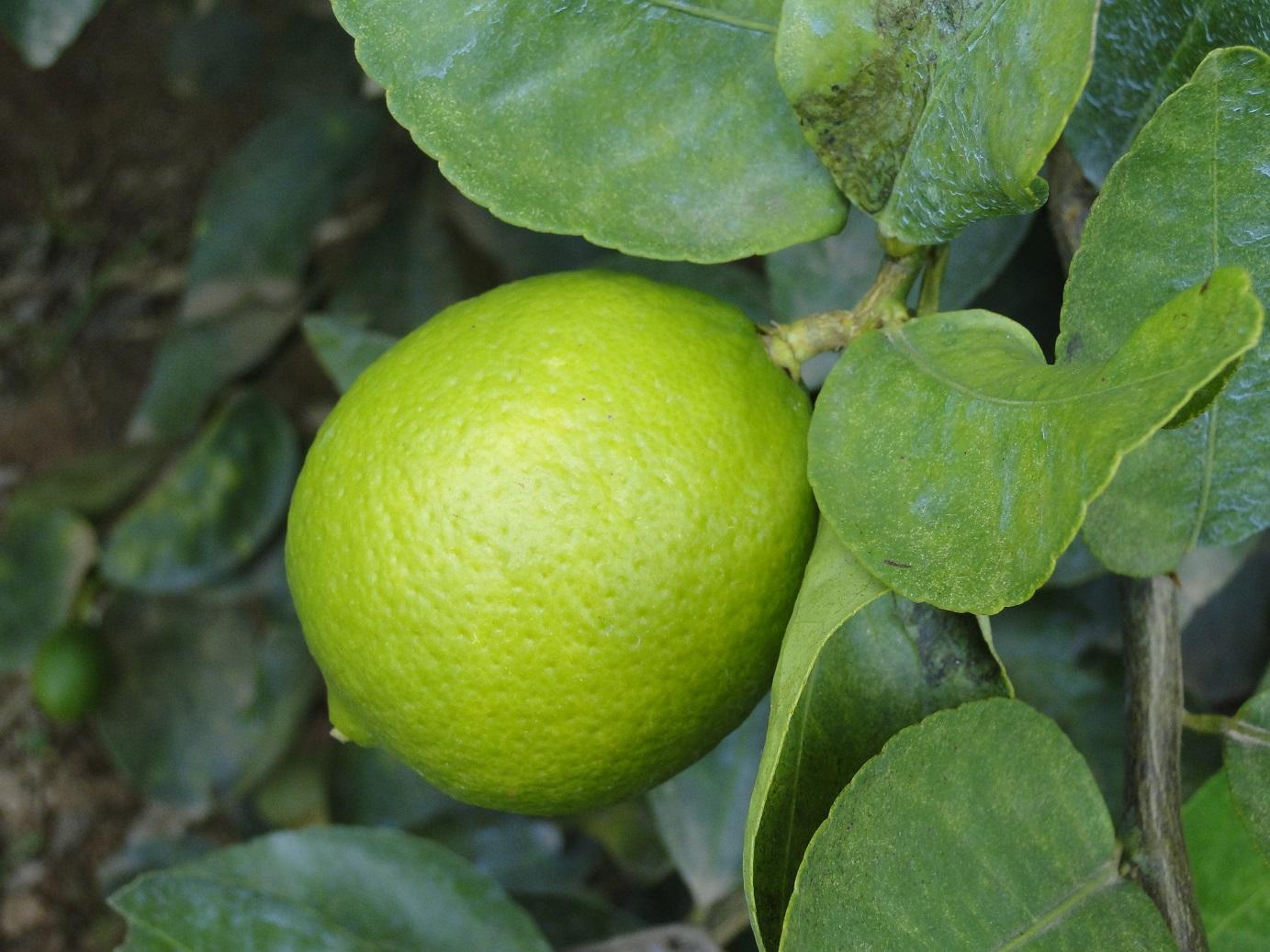 Minas Gerais eleva valor agregado e supera média nacional em exportações do agronegócio