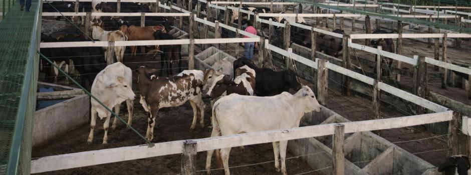 Papel do médico-veterinário é decisivo para segurança sanitária em eventos pecuários de Minas Gerais