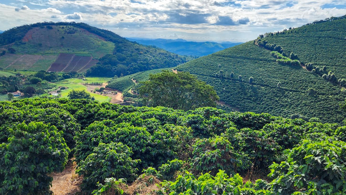 Parceria entre Emater-MG e exportadores impulsiona cafeicultura sustentável no Sul de Minas